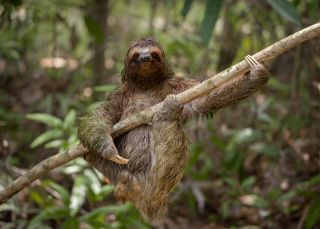 A cool sloth hanging from a tree