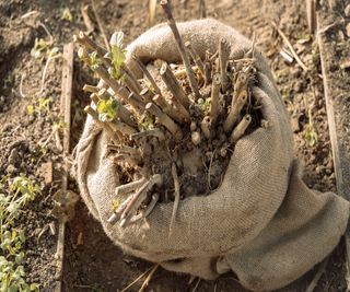 Dahlias cut back and lifted and wrapped in burlap sacking for winter