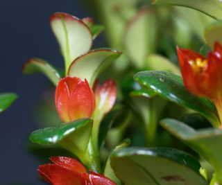 Goldfish plant flower