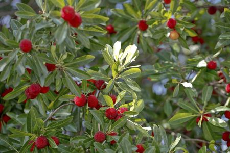 Madrone Tree