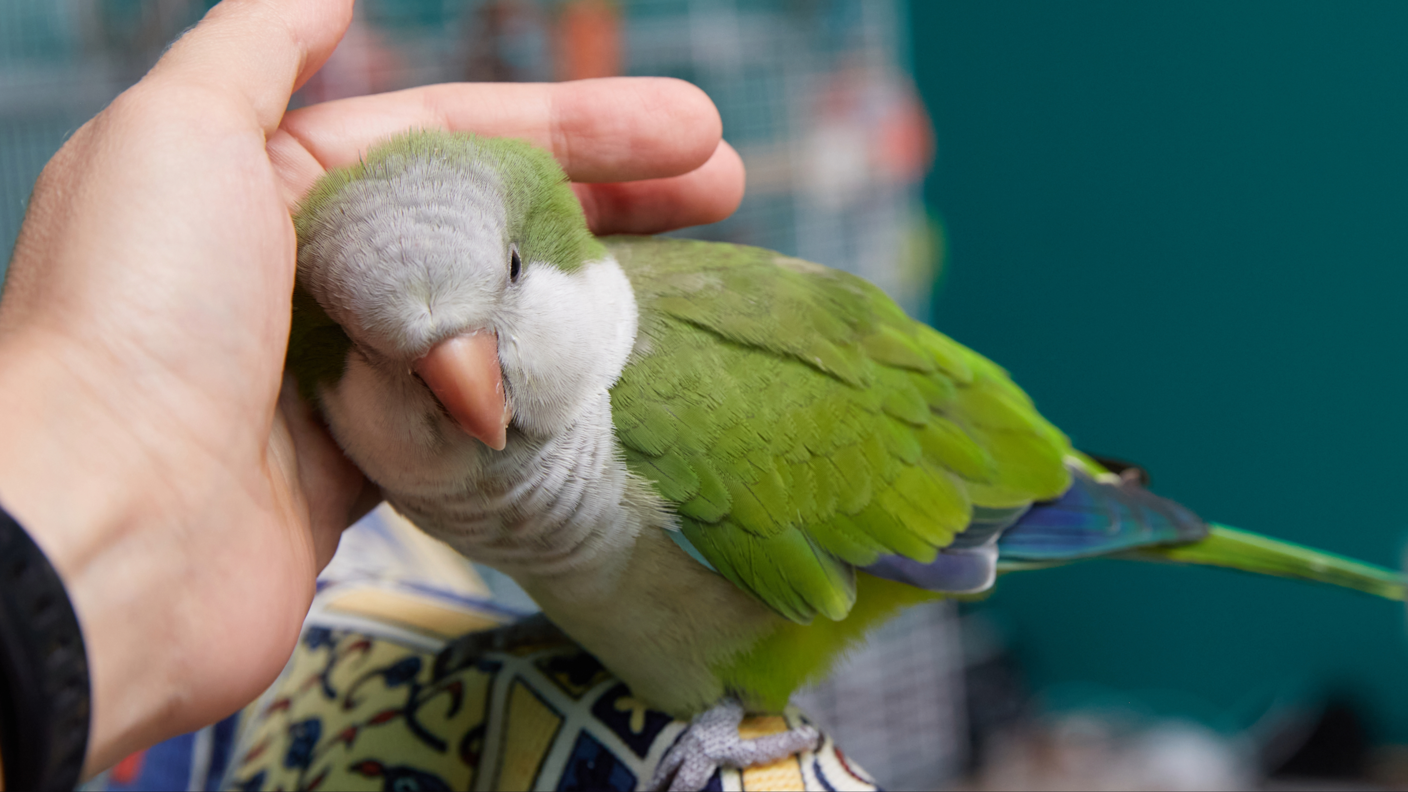 Close up of bird being petted