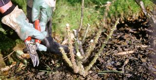 Pair of gloved hands with secreters pruning a rose to show how to protect plants for winter