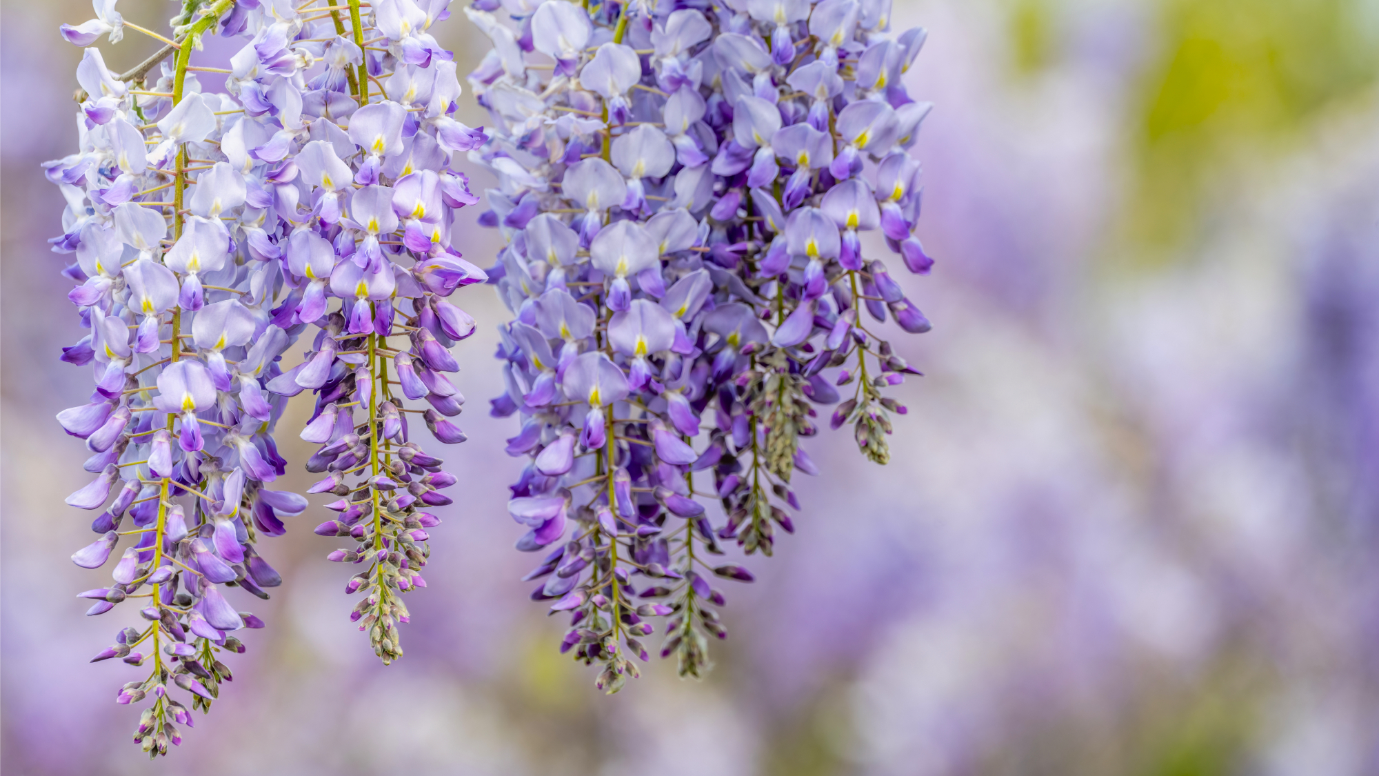 wisteria blooms