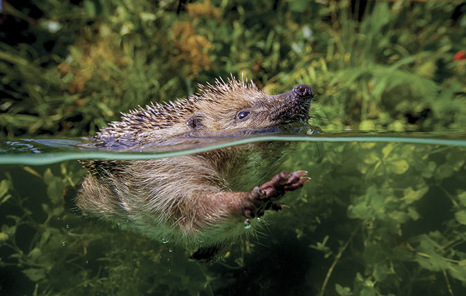 European hedgehog (Erinaceus europaeus) swimming in pond, split level view, France. Controlled conditions. © Klein &amp; Hubert / naturepl.com