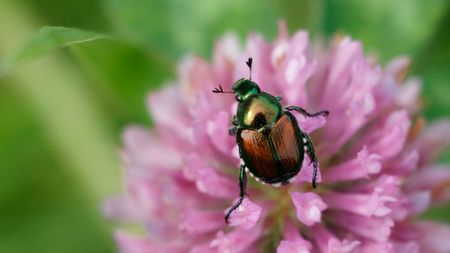 Japanese beetle on pink flower