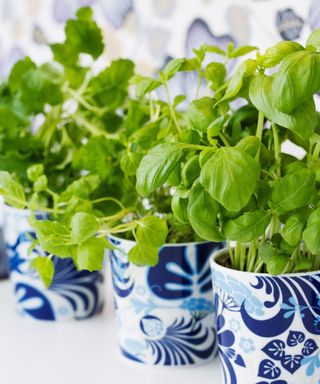 Basil and herbs in pots, close-up