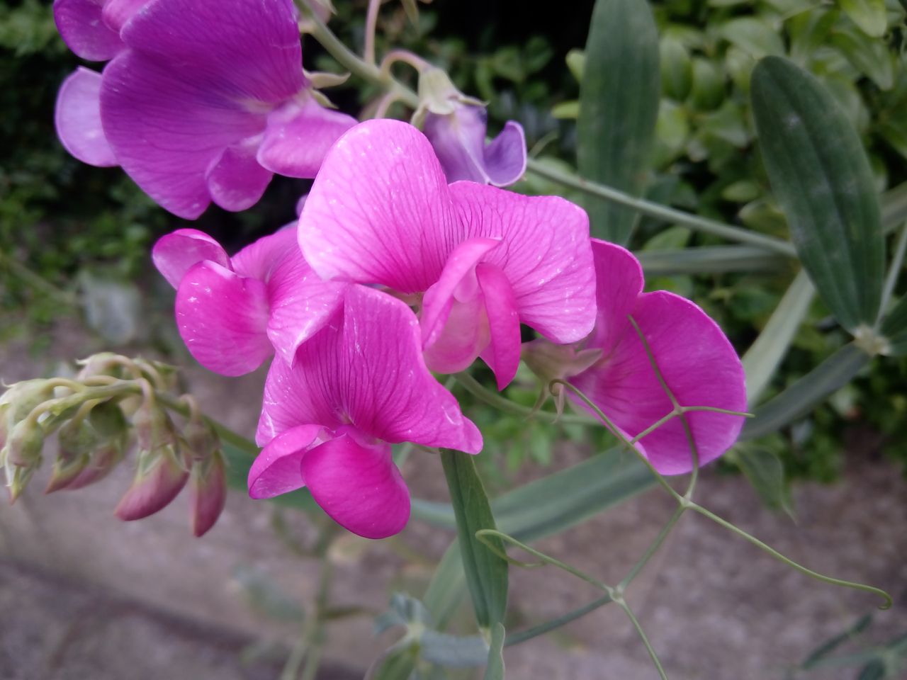 With erratic focus, this shot took several tries, however the colours produced are true to life.