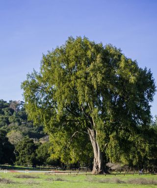 Identifying-british-trees-Bay-Laurel-1-Alamy