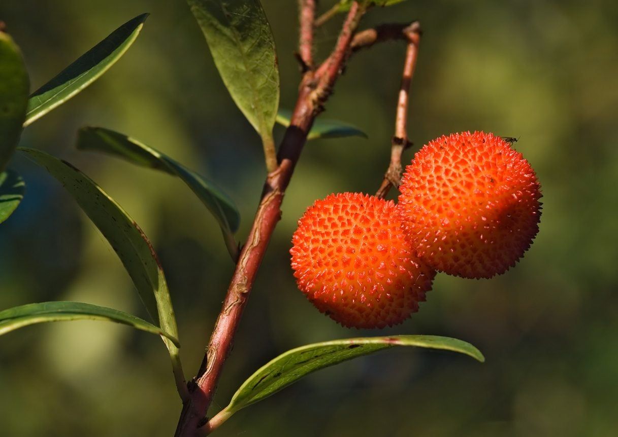 strawberry tree