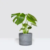 19. Chaz Cheese Plant