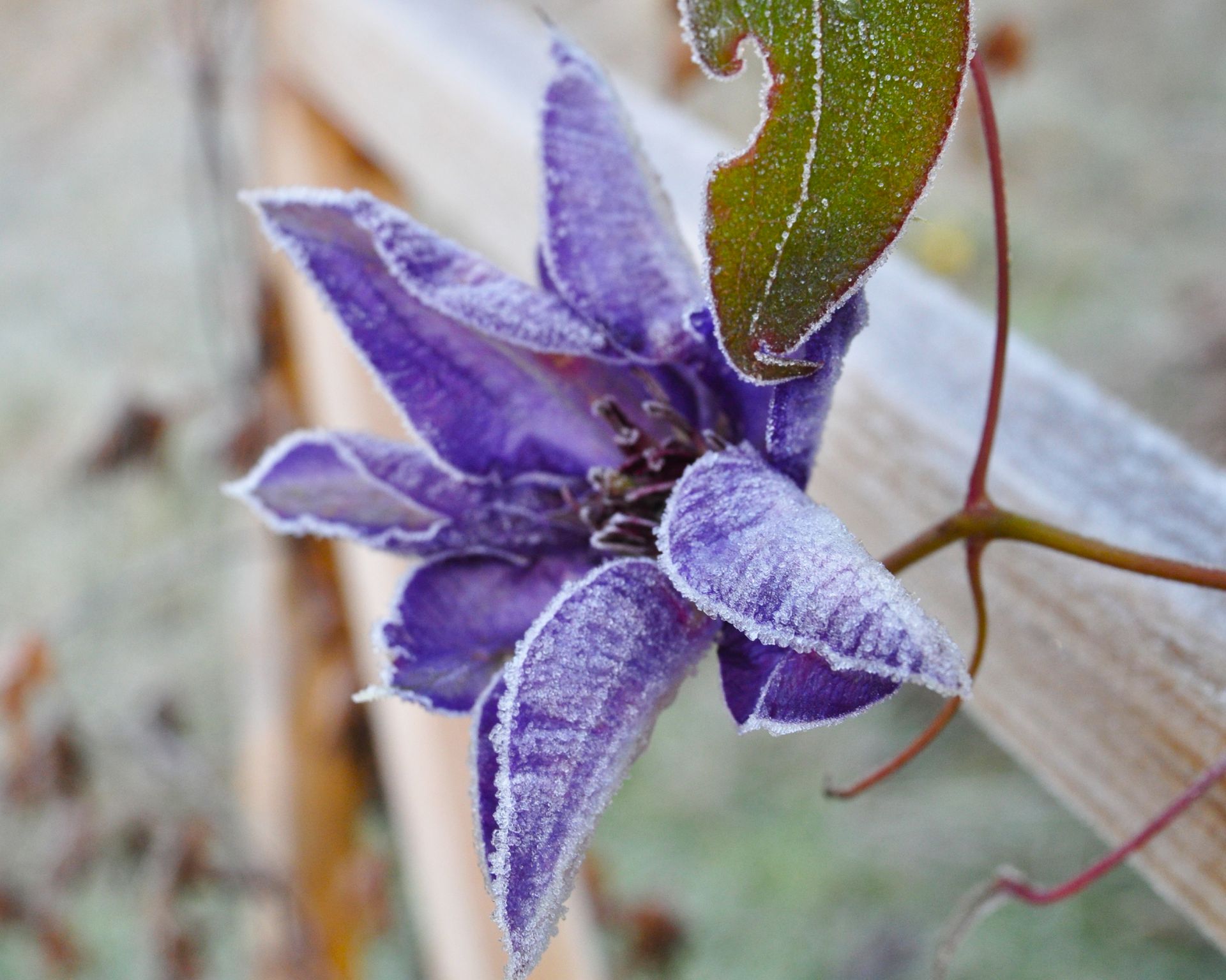 Frosted blue Clematis Jackmanii