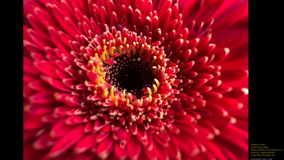 A macro photo of a red flower shot with the iPhone 13 Pro's macro lens