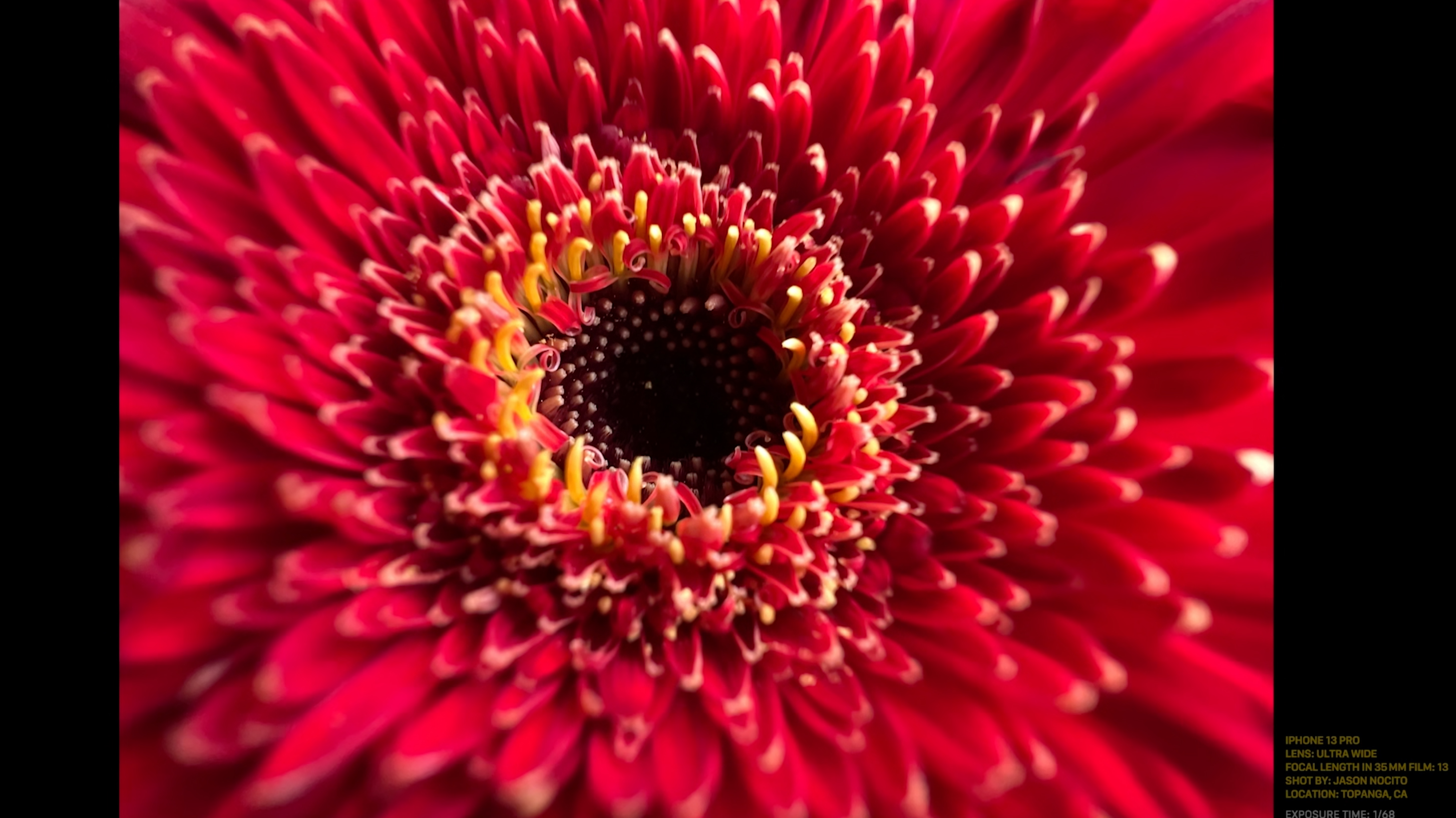 A macro photo of a red flower shot with the iPhone 13 Pro's macro lens