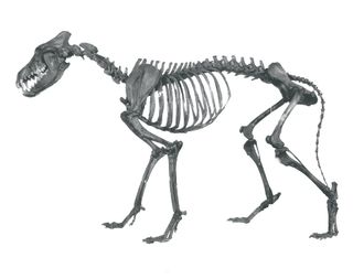 A dire wolf's skeleton.