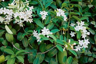 climbing plant