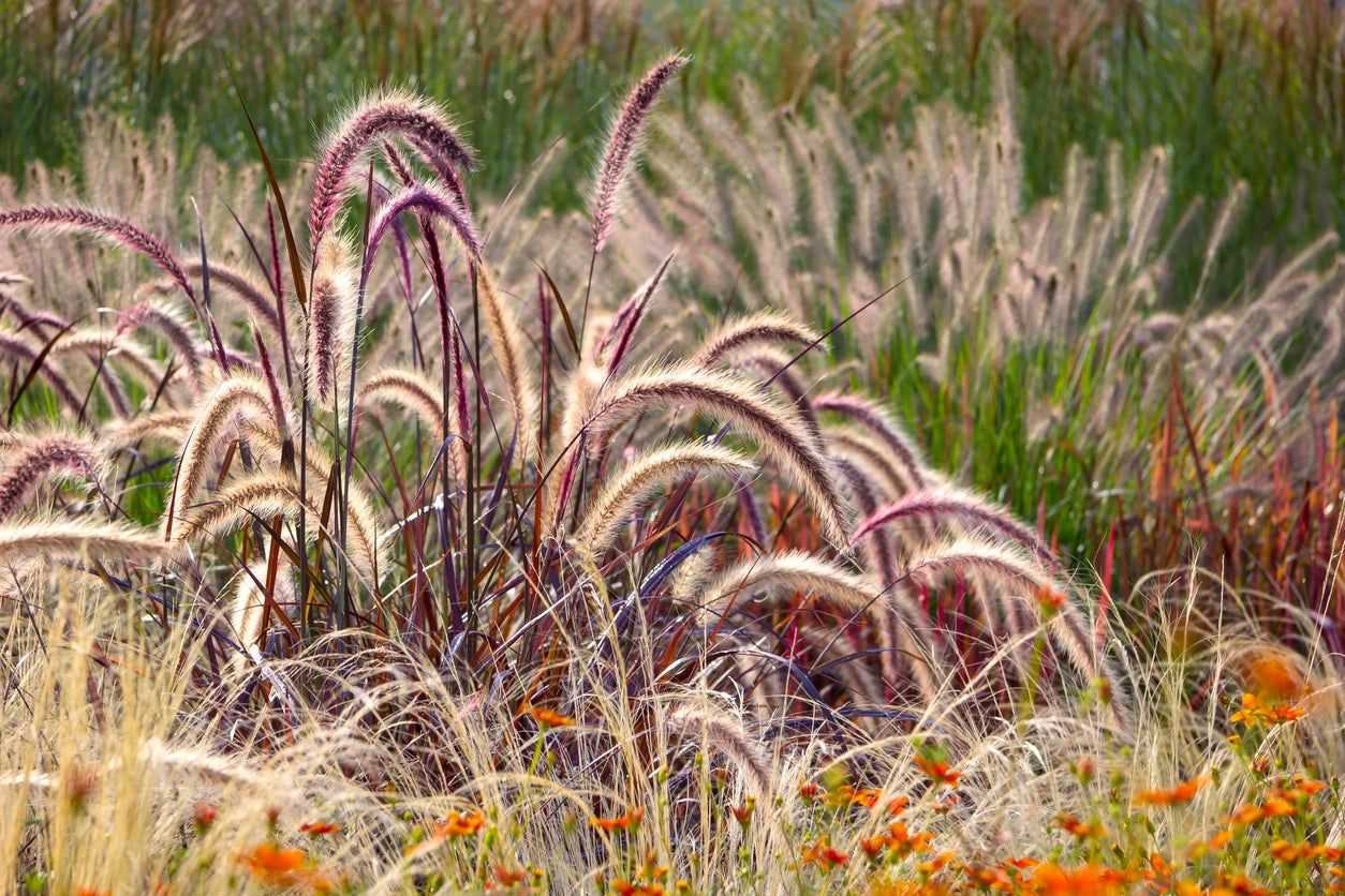 Tall Ornamental Grass