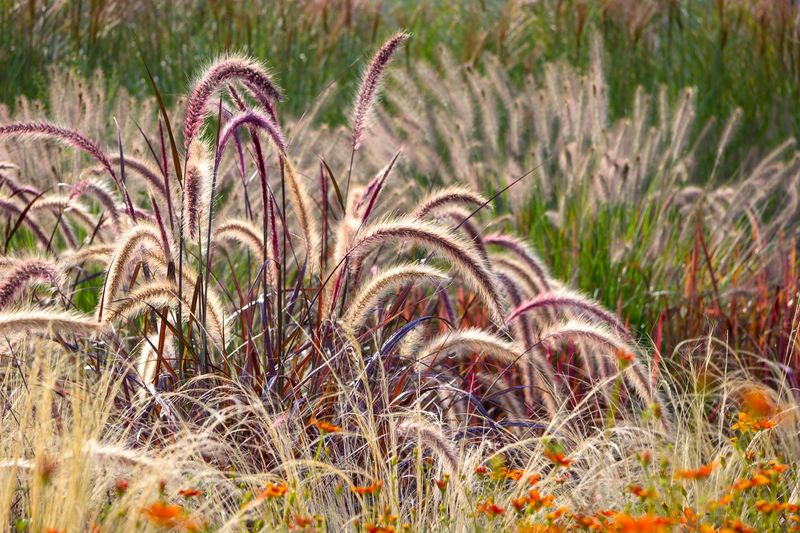 Tips & Information about Ornamental Grass Gardening Know How