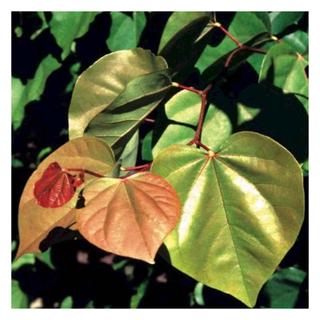 A close-up of a rising sun redbud tree's leaves