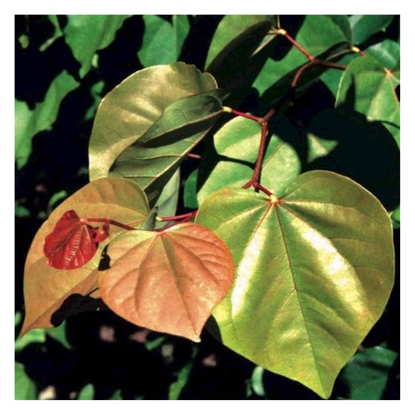 Rising Sun Redbud Trees — Behind the Striking Ombre Leaves Livingetc