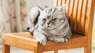 Grey cat sitting on a chair shooting a disdainful look at the camera