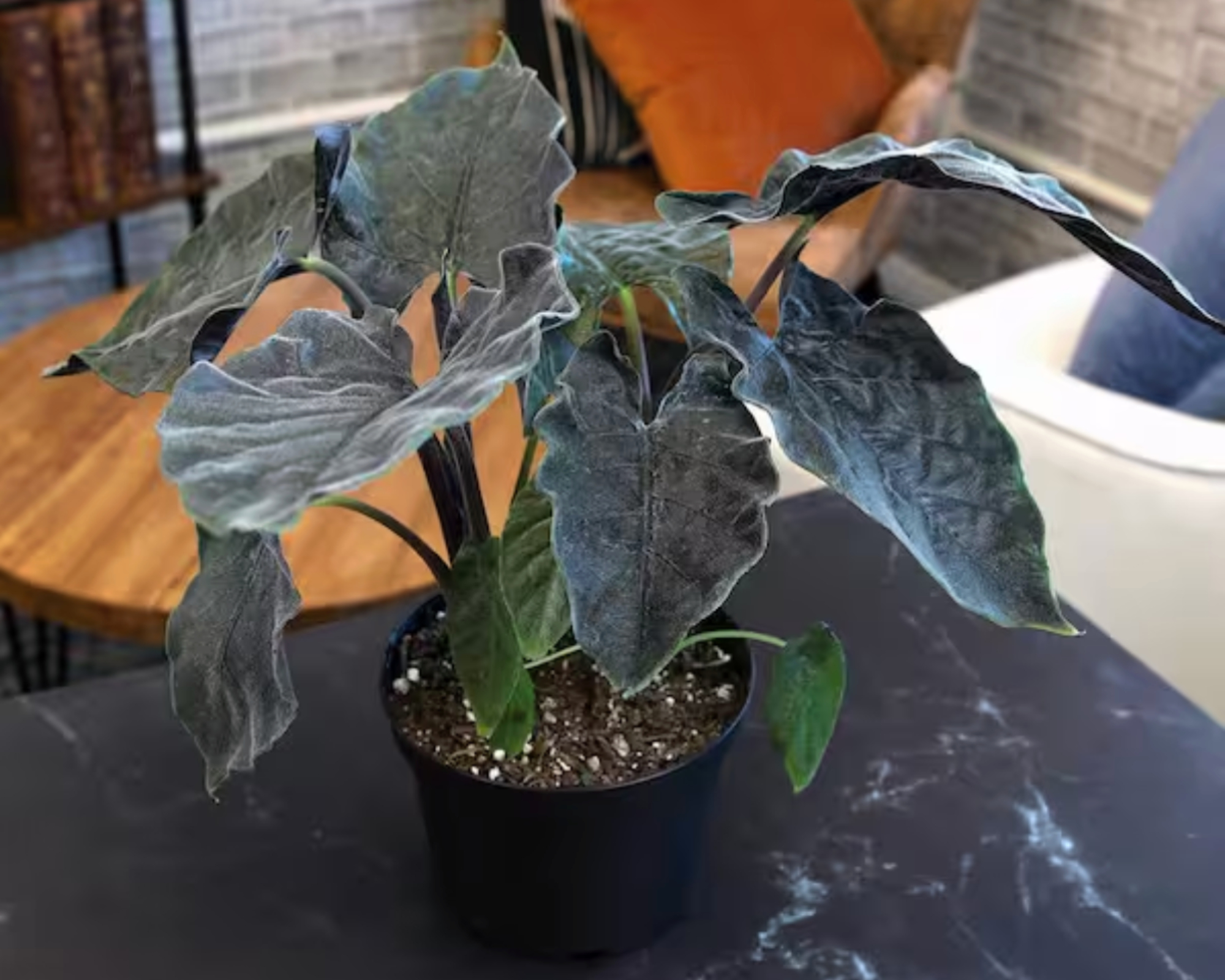 antoro velvet alocasia