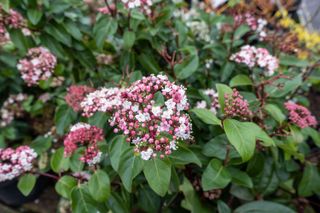 shrubs for small spaces