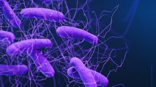 A 3d rendering showing purple rod-shaped bacteria with small hair-like structures