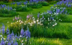 The meadow at Wormleighton, Warwickshire, designed by Angel Collins, with star-shaped blue camassia. Credit: Clive Nichols Garden Photography