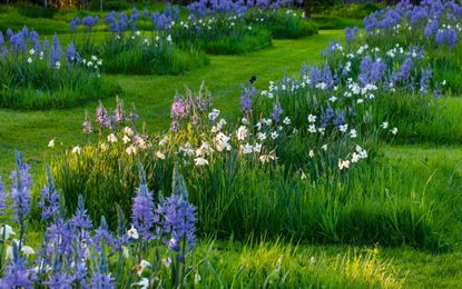 The meadow at Wormleighton, Warwickshire, designed by Angel Collins, with star-shaped blue camassia. Credit: Clive Nichols Garden Photography