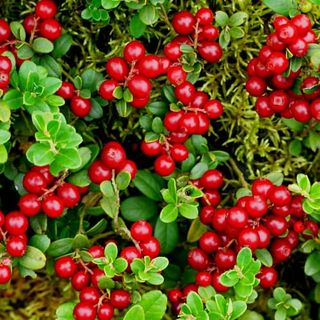 Red Lingonberry Plant