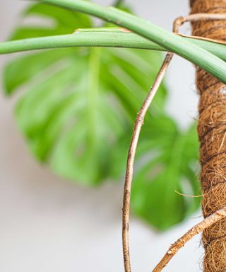 monstera aerial roots