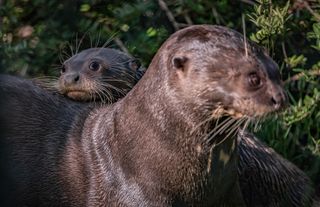 TV tonight Icana the giant otter has a new litter
