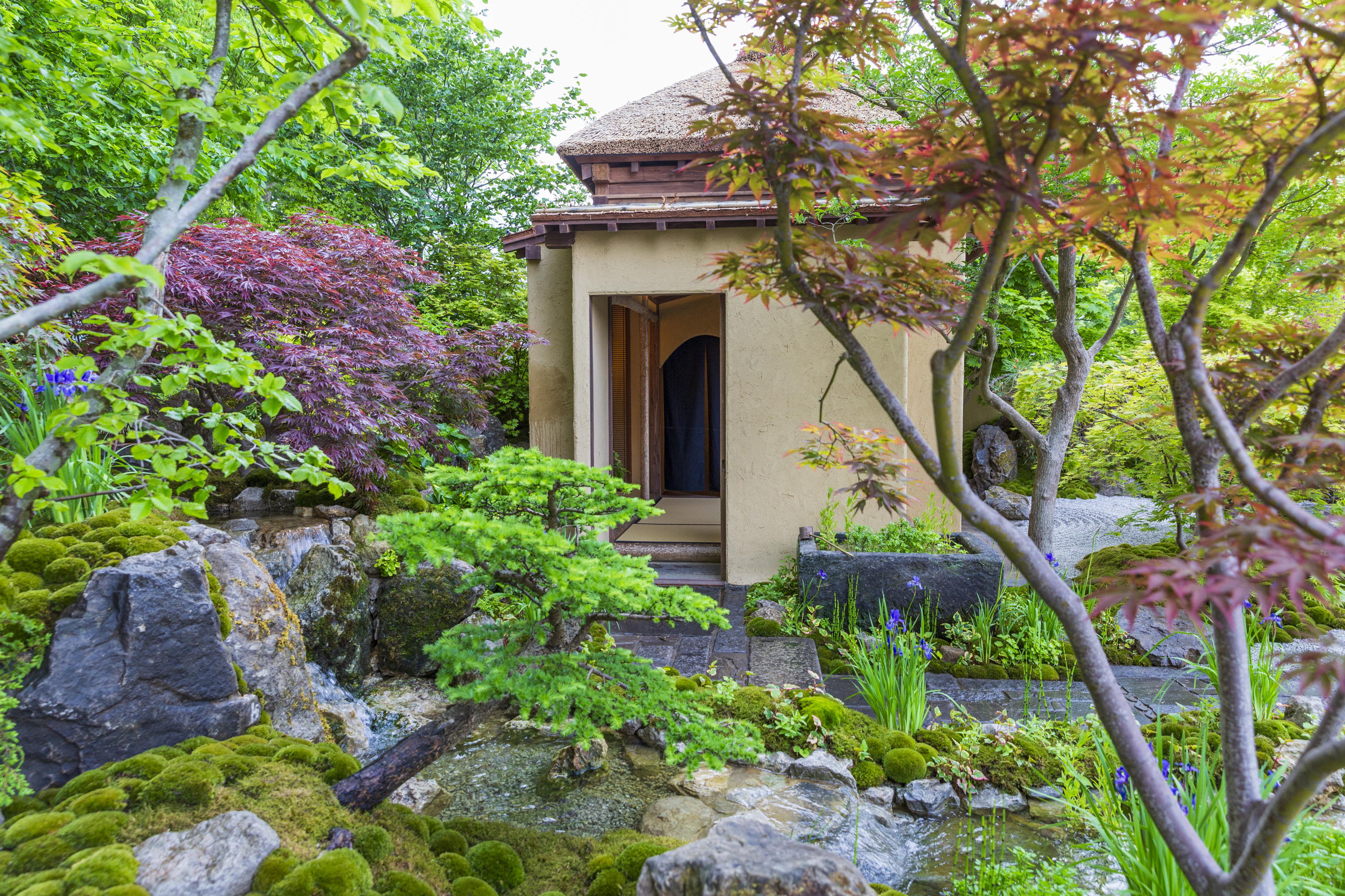 Cha no Niwa - Japanese Tea Garden at RHS Chelsea Flower Show 2025