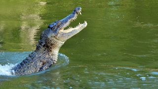 a saltwater crocodile with its head and shoulders coming out of the water as it leaps up