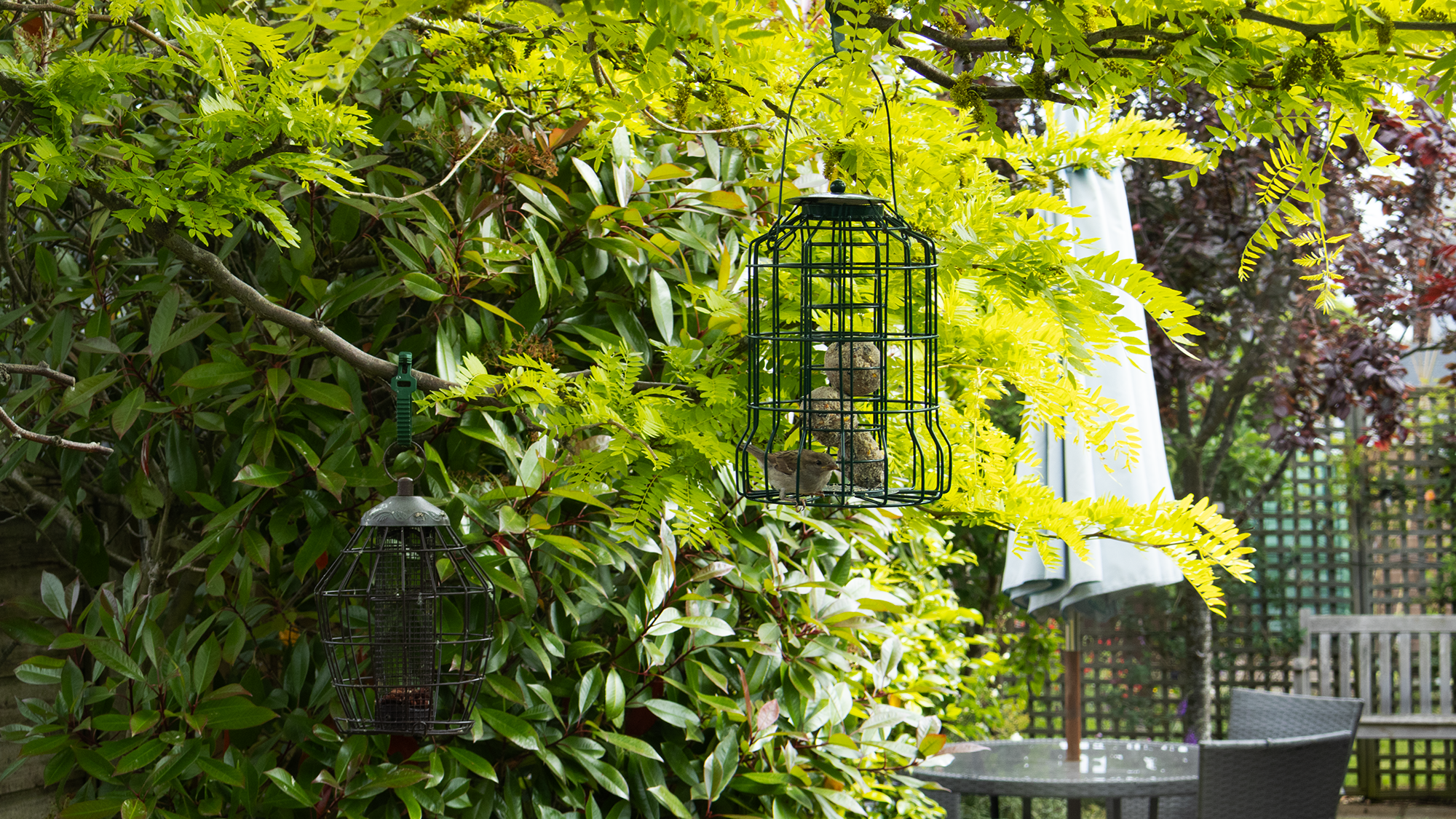 Bird in bird feeder eating fat balls