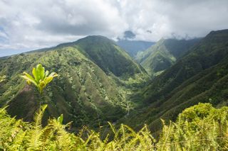 A green valley in Maui