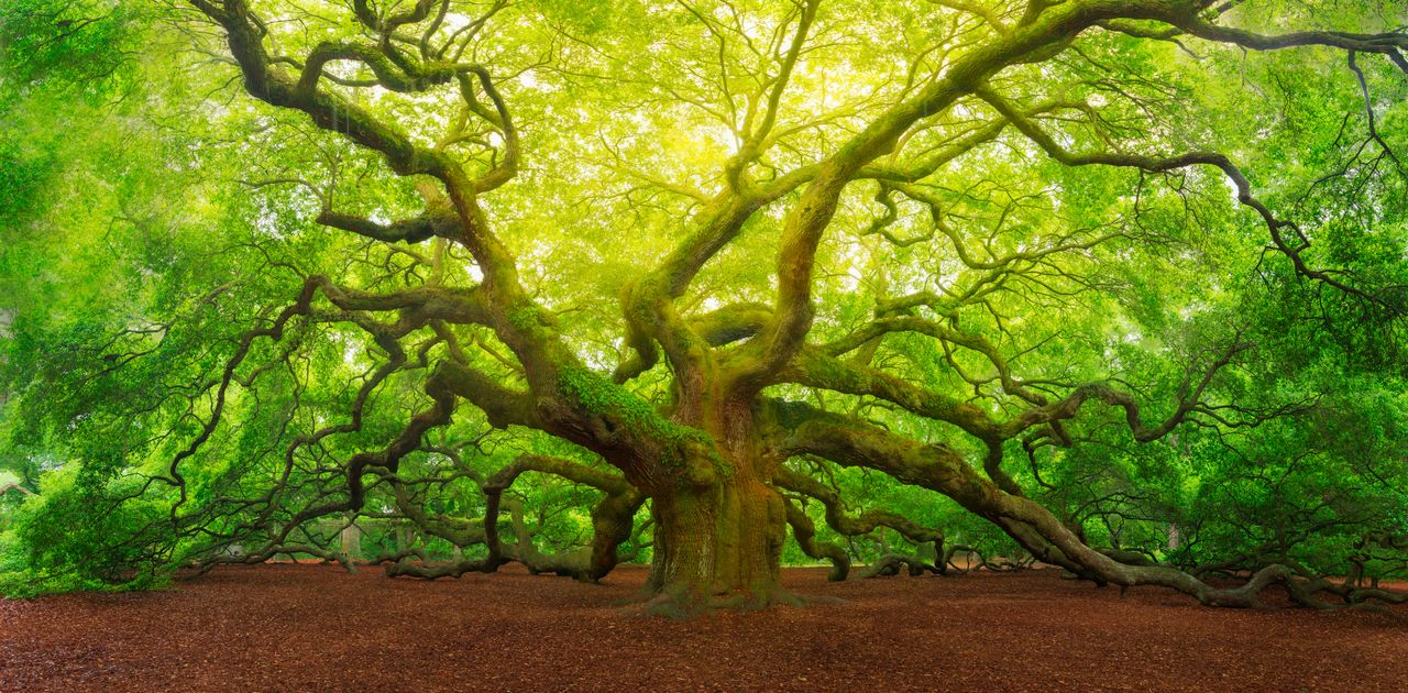 A huge oak tree with a bright green canopy