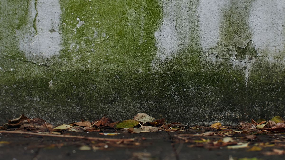 external wall with green algae