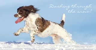 Dashing through the snow, for Dogs Trust