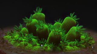 Canon EMEA x Coral Spawning Lab (CSL) / Nature Seychelles