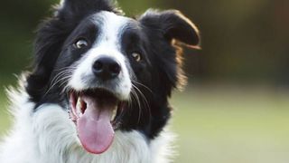 collie esa dog