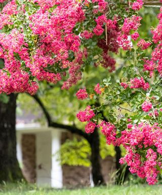 pink crape myrtle tree in blossom