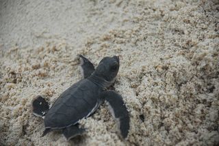 After emerging from their nests, hatchlings immediately make their way to sea, starting a journey that may take them right back to where they hatched, where they will then lay their own eggs