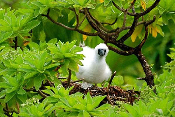 Red-Footed Booby, the Smallest of their Kind