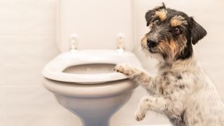 How to potty train an older dog
