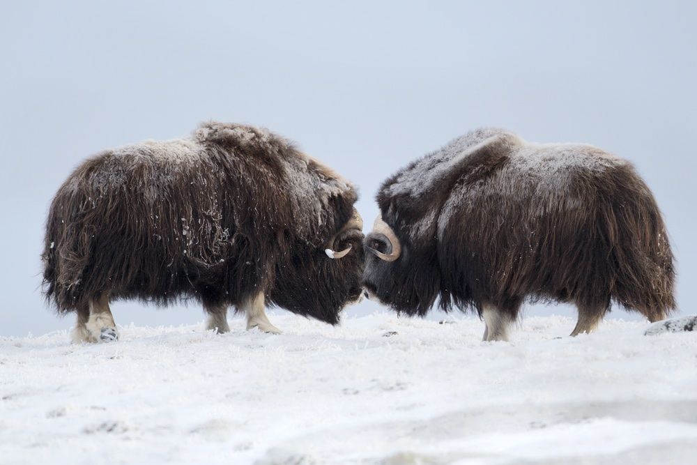 Musk Ox pair fighting, Norway, Dovrefjell National Park.