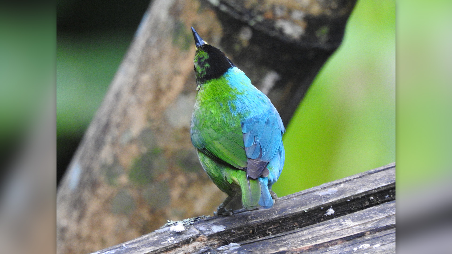 The green honeycreeper as viewed from the back, with green feathers on its left side and blue on its right