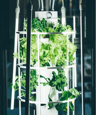 Vertical hydroponic garden