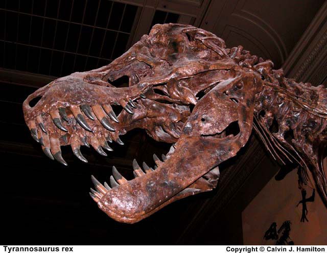 T Rex S Secret Weapon Discovered Live Science