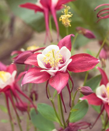 14 flowering plants that regrow every year